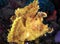 Yellow Weedy Scorpionfish