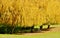 Yellow weeping willows