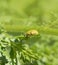 Yellow weevil beetle