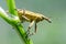 Yellow weevil beetle (Curculionidae)