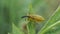 Yellow weevil sits on the grass, selective focus image