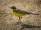 Yellow western wagtail