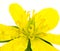 yellow wet blossom of winter aconite