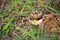 Yellow wettled lapwing chick