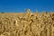 Yellow wheat against the blue sky - Ukrainian national symbol