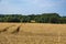 Yellow Wheat Ears Field On Blue Sunny Sky Background. Rich Harvest Wheat Field Fresh Crop Of Wheat