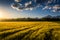 Yellow wheat on farming field with tractor trails