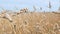 Yellow wheat field and blue sky. Golden wheat field and sunny day. Cereal farming agricultural. Low angle view.