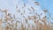 Yellow wheat field and blue sky. Golden wheat field and sunny day. Cereal farming agricultural. Low angle view.