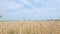 Yellow wheat field and blue sky. Golden wheat field and sunny day. Cereal farming agricultural. Pan.