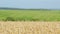 Yellow wheat field and blue sky. Golden wheat field and sunny day. Cereal farming agricultural. Slow motion.