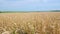 Yellow wheat field and blue sky. Golden wheat field and sunny day. Cereal farming agricultural. Slow motion.