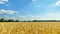 Yellow wheat field and blue sky timelapse, bright sunlight, beautiful landscape in summer day