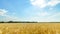 Yellow wheat field and blue sky timelapse, bright sunlight, beautiful landscape in summer day