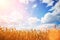 Yellow wheat field on the blue sky and white clouds background. Countryside view. Freedom and carefree concept. Nature beauty,