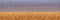 Yellow wheat field and reddish sky to sunset