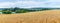 Yellow wheat field with ripe wheat, green trees at the end of the field and picturesque blue sky with white clouds