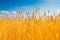 Yellow wheat field under blue sky