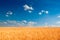 Yellow wheat field under blue sky