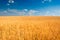 Yellow wheat field under blue sky