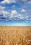 Yellow wheat at harvesting time