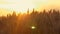 Yellow wheat spike close-up in sunlight glint at sunset