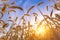 The yellow wheatfield at Sun Light,  Growing Wheat