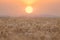 The yellow wheatfield at Sunset, shallow depth of field, Israel,