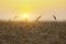 The yellow wheatfield at Sunset, shallow depth of field, Israel