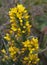 Yellow Whin Bush Blooming in Northern England in the Spring