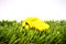 Yellow whistle soccer sports on grass background