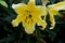 Yellow and white Asiatic lily flower with stamen and pistils