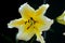 Yellow and white Asiatic lily flower with stamen and pistils