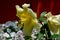 Yellow and white Asiatic lily flower with stamen and pistils