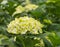 Yellow and white blooming Hydrangea plants in a cut flower nurs