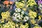 Yellow and white bouquets kalanchoe is a genus of ropical, succulent flowering plants in the family Crassulaceae, mainly native to