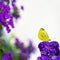 Yellow and white butterfly sitting on violet heliotrope flower in summer garden