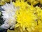 Yellow and white chrysanthemums.