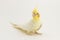 The yellow-white corella lutino, during the molting, sits half-sided, on a white background