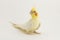 The yellow-white corella lutino, during the molting, sits half-sided, on a white background