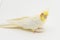 Yellow-white corella lutino, during molting, sits on a white background