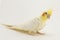 The yellow-and-white corella lutino, while moulting, sits halfside and looks intently at something, against a white background