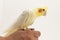 The yellow-white corella lutino sits on her arm and looks intently at something, against a white background