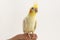 Yellow-white corella lutino, sitting on his hand, looks up, on a white background
