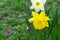 Yellow and white daffodil grows in the garden. Spring flower. Ornamental plant.