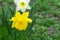 Yellow and white daffodil grows in the garden. Spring flower. Ornamental plant.