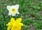 Yellow and white daffodil grows in the garden. Spring flower. Ornamental plant.