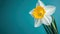 Yellow white daffodil, narcissus, jonquil flower close up on bright blue background with copy space for text. Blank template for