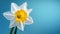 Yellow white daffodil, narcissus, jonquil flower close up on bright blue background with copy space for text. Generative AI