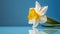 Yellow white daffodil, narcissus, jonquil flower close up on bright blue background with copy space for text. Generative AI